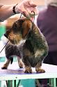 Crufts2011_2 1445